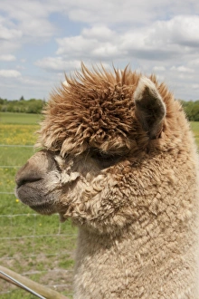 Farmed Prints: Alpaca (Lama pacos) adult, close-up of head, in pasture, West Sussex, England, June