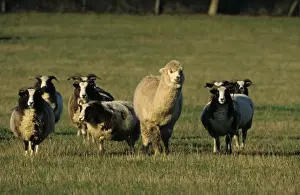 Paddock Prints: Alpaca (Lama pacos) adult, standing with Jacob Sheep flock in pasture, England