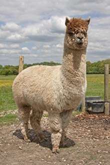 Farmed Prints: Alpaca (Lama pacos) adult, standing in pasture, West Sussex, England, June