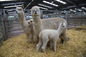 Straw Prints: Alpaca (Lama pacos) two adults females with young