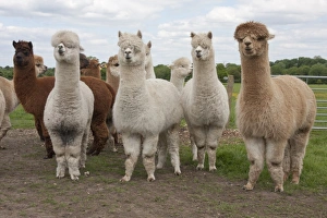Farmed Prints: Alpaca (Lama pacos) adults, herd standing in pasture, West Sussex, England, June