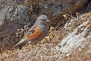 Alpine Accentor (Prunella collaris nipalensis) adult, standing on dry vegetation, Sela Pass, Arunachal Pradesh, India
