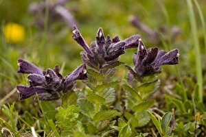 Slovenia Prints: Alpine Bartsia (Bartsia alpina) flowering, Slovenia, june