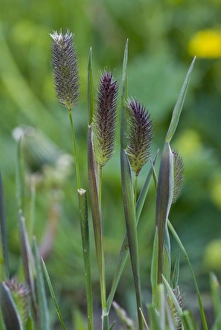 Alpine Catstail (Phleum rhaeticum) flowerheads, Swiss Alps, Switzerland, june