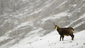 Alpine Chamois (Rupicapra rupicapra) adult, standing on snow in mountain habitat during snowfall, Gran Paradiso N. P
