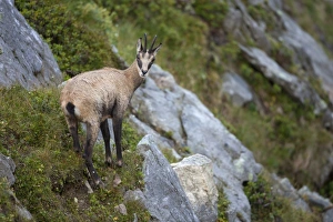 Alpine Chamois (Rupicapra rupicapra) adult, standing on slope, Niederhorn, Swiss Alps, Bernese Oberland, Switzerland, august