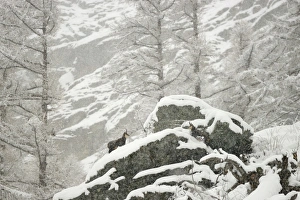 Bovids Prints: Alpine Chamois (Rupicapra rupicapra) three adults