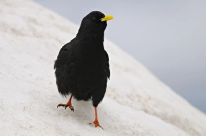 Alpine Chough (Pyrrhocorax graculus) adult, standing on snow, Italian Alps, Italy, july