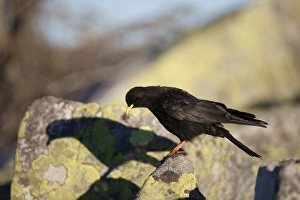 Alpine Chough (Pyrrhocorax graculus) adult, perched on rocks with shadow, Niederhorn, Swiss Alps, Bernese Oberland