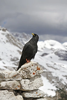 Alpine Chough (Pyrrhocorax graculus) adult, standing on limestone rocks, Dolomites, Italian Alps, Italy, June