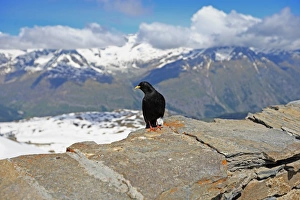 Alpine Chough (Pyrrhocorax graculus) adult, perched on rock in mountain habitat, Switzerland, June