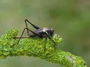 Cricket Prints: Alpine Dark Bush-cricket (Pholidoptera aptera) adult female