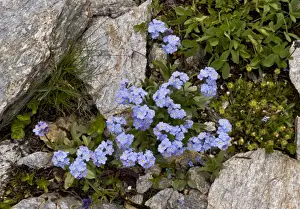 Boraginaceae Prints: Alpine Forget-me-not (Myosotis alpestris) flowering, French Alps, France, July