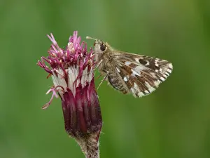 Piedmont Prints: Alpine Grizzled Skipper (Pyrgus andromedae) adult female