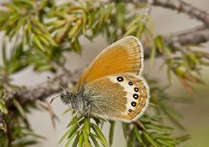 Dolomite Prints: Alpine Heath (Coenonympha gardetta) adult