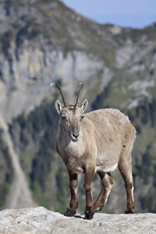 Alpine Ibex (Capra ibex) adult female, standing on rock, Niederhorn, Swiss Alps, Bernese Oberland, Switzerland, june