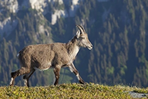 Alpine Ibex (Capra ibex) adult female, walking in alpine meadow, Niederhorn, Swiss Alps, Bernese Oberland, Switzerland, may