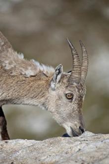 Alpine Ibex (Capra ibex) adult female, close-up of head, feeding on minerals, Niederhorn, Swiss Alps, Bernese Oberland, Switzerland, june