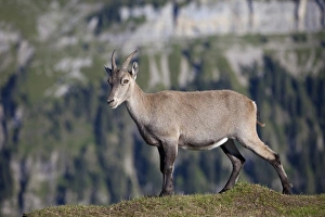 Niederhorn Prints: Alpine Ibex (Capra ibex) adult female
