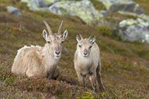 Alpine Ibex (Capra ibex) adult female with young, Niederhorn, Swiss Alps, Bernese Oberland, Switzerland, June