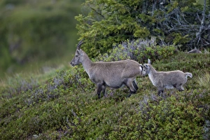 Niederhorn Prints: Alpine Ibex (Capra ibex) adult female with young