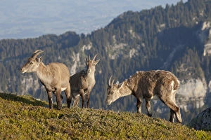 Niederhorn Prints: Alpine Ibex (Capra ibex) three adult females