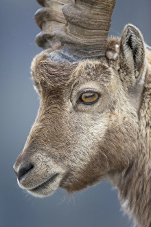 Alpine Ibex (Capra ibex) adult male, close-up of head, Niederhorn, Swiss Alps, Bernese Oberland, Switzerland, June