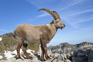 Alpine Ibex (Capra ibex) adult male, standing on rocks, Niederhorn, Swiss Alps, Bernese Oberland, Switzerland, June