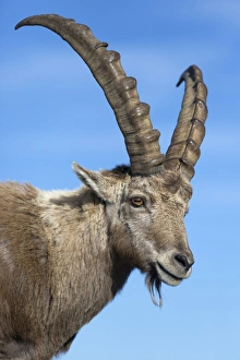 Alpine Ibex (Capra ibex) adult male, close-up of head, Niederhorn, Swiss Alps, Bernese Oberland, Switzerland, June
