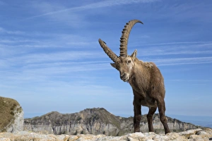 Alpine Ibex (Capra ibex) adult male, standing on rocks, Niederhorn, Swiss Alps, Bernese Oberland, Switzerland, June