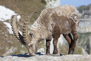 Licks Prints: Alpine Ibex (Capra ibex) adult male