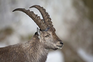 Alpine Ibex (Capra ibex) adult male, close-up of head, Niederhorn, Swiss Alps, Bernese Oberland, Switzerland, june