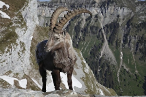 Alpine Ibex (Capra ibex) adult male, standing on rock in alpine habitat, Niederhorn, Swiss Alps, Bernese Oberland, Switzerland, june