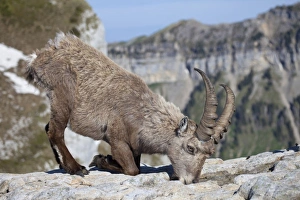 Alpine Ibex (Capra ibex) adult male, feeding on minerals, kneeling on rock, Niederhorn, Swiss Alps, Bernese Oberland, Switzerland, june