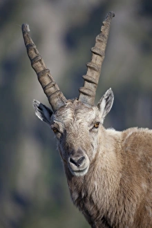 Alpine Ibex (Capra ibex) adult male, close-up of head, Niederhorn, Swiss Alps, Bernese Oberland, Switzerland, june