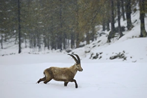 Alpine Ibex (Capra ibex) adult male, walking in snow during snowfall, Gran Paradiso N. P. Graian Alps, Italy, May