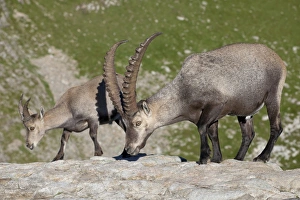 Niederhorn Prints: Alpine Ibex (Capra ibex) adult male and immature male