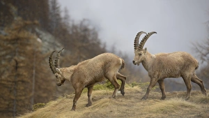 Goats Prints: Alpine Ibex (Capra ibex) two adult males