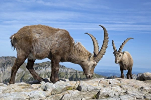 Licks Prints: Alpine Ibex (Capra ibex) two adults males