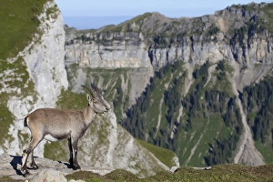 Niederhorn Prints: Alpine Ibex (Capra ibex) immature male