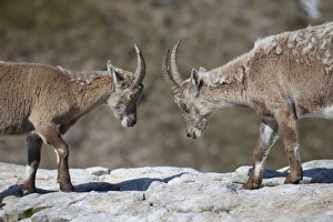 Moults Prints: Alpine Ibex (Capra ibex) two immatures