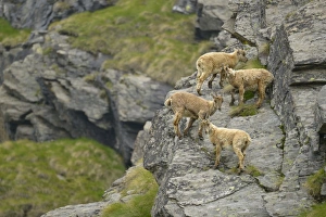 Bovid Prints: Alpine Ibex (Capra ibex) four young