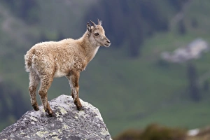 Alpine Prints: Alpine Ibex (Capra ibex) young