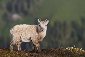 Alpine Prints: Alpine Ibex (Capra ibex) young