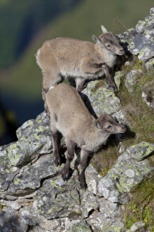 Niederhorn Prints: Alpine Ibex (Capra ibex) two young