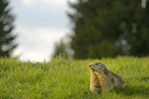 Alpine Marmot (Marmota marmota) adult, feeding, standing amongst grass in alpine meadow, Italian Alps, Italy, May