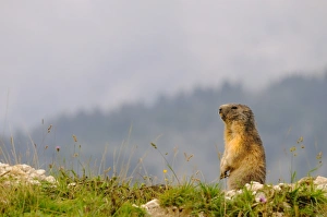 Ground Squirrel Prints: Alpine Marmot (Marmota marmota) adult, sitting on lookout, Italian Alps, Italy, august