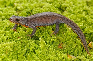 Land Prints: Alpine Newt (Mesotriton alpestris) adult
