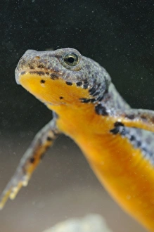 Alpine Newt (Mesotriton alpestris) adult, close-up of head, underwater, Italy, july