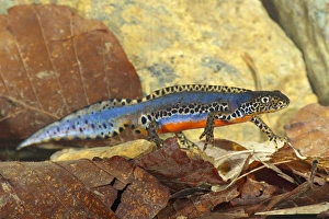 Newts Prints: Alpine Newt (Mesotriton alpestris) adult male